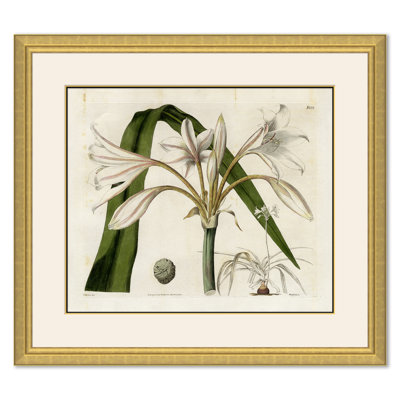 Curtis Floral Studies " Curtis Floral Studies " by Soicher Marin Archives