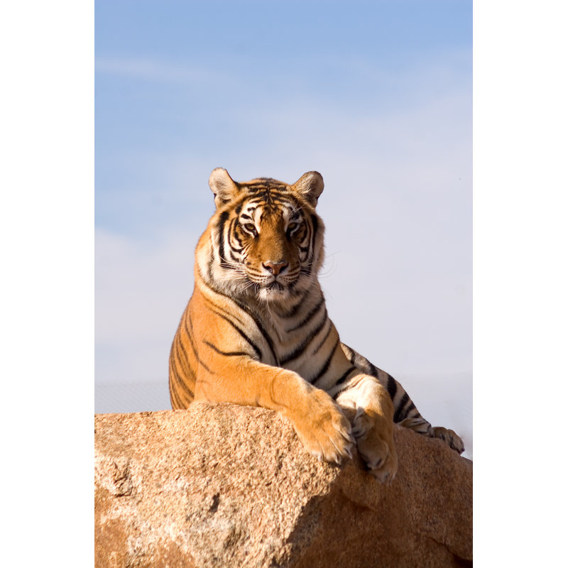 Tigre perché - photographie sur toile tendue, L 12 po x H 18 po