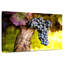 Raisins noirs dodus-880031664