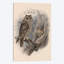 «Tree Owls, 1902», impression sur toile-32787237-72118002-72118003