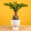 Sago Palm Tree in Ceramic/Wood Planter