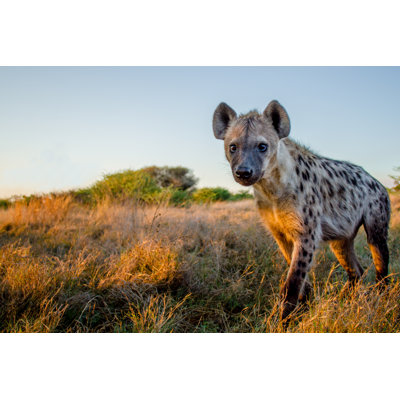 Spotted Hyena by Ryan Green - Wrapped Canvas Print