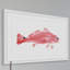 « red fish », reproduction d’art encadrée-20586173