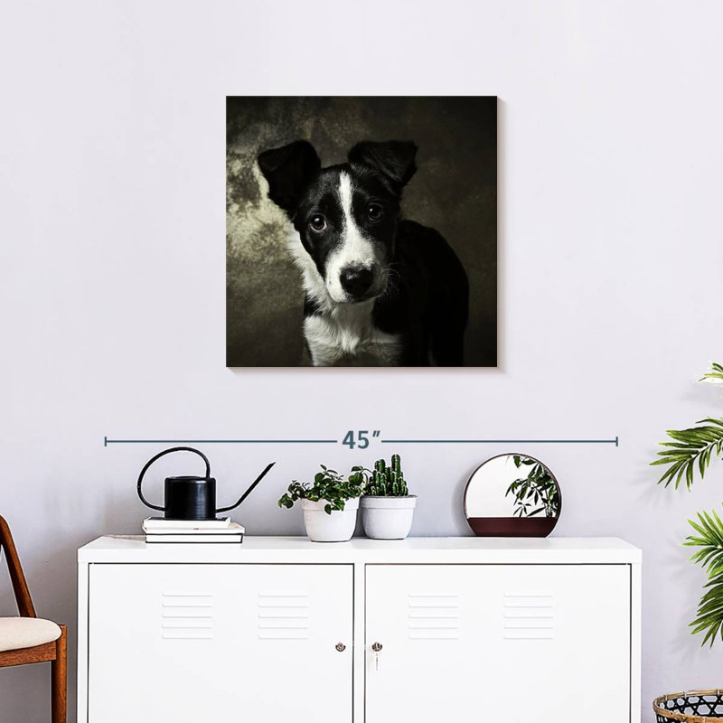 Brampt Border Collie Puppy
