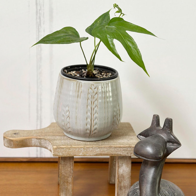 Light Gray 4.5" Ceramic Indoor Succulent Planter