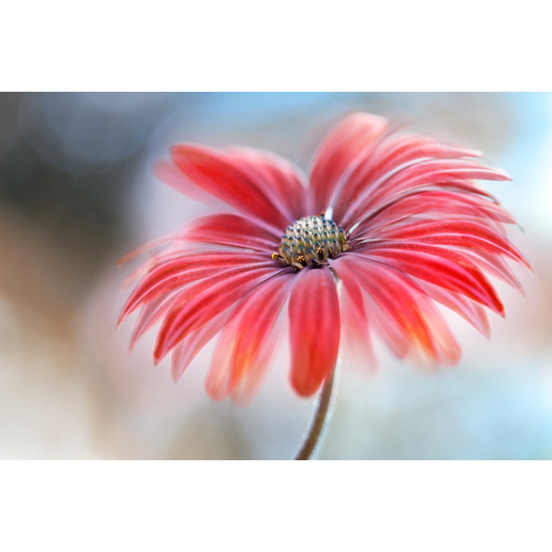 Wrapped Canvas Print, 50.8 cm H x 76.2 cm W