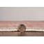 Tapis rose et ivoire Delacroy-2145622788