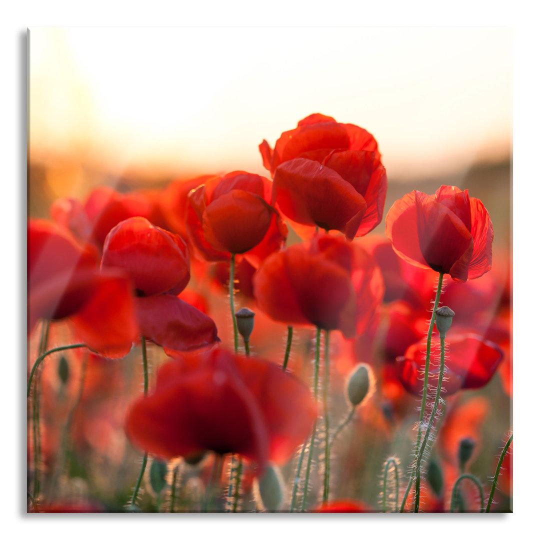 Glasbild Feuriger Mohn