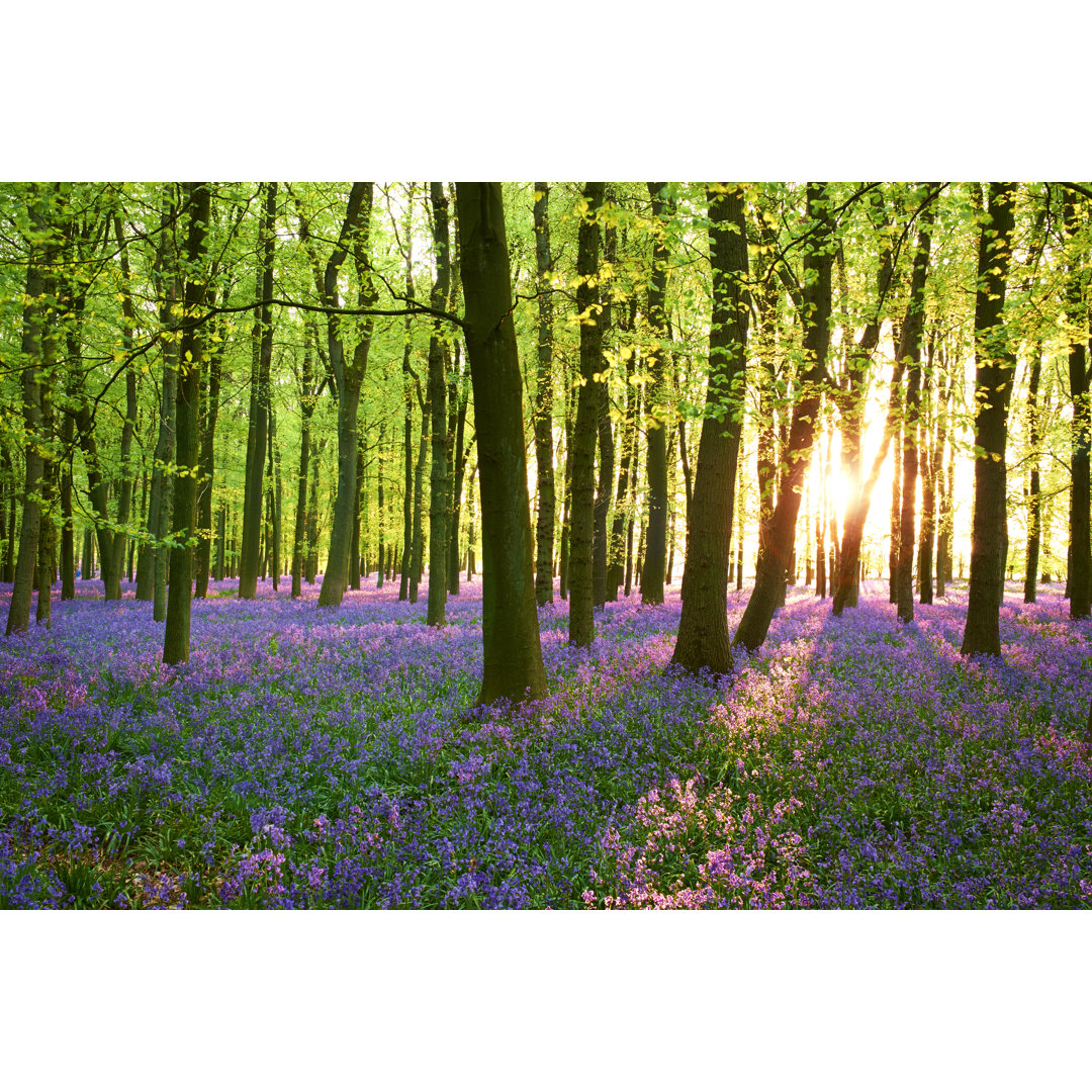 Abendsonne im Blauglockenwald von Simonbradfield - Kunstdrucke