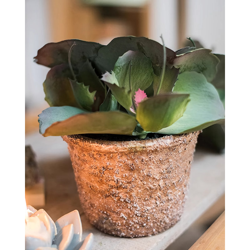 5,91 plante