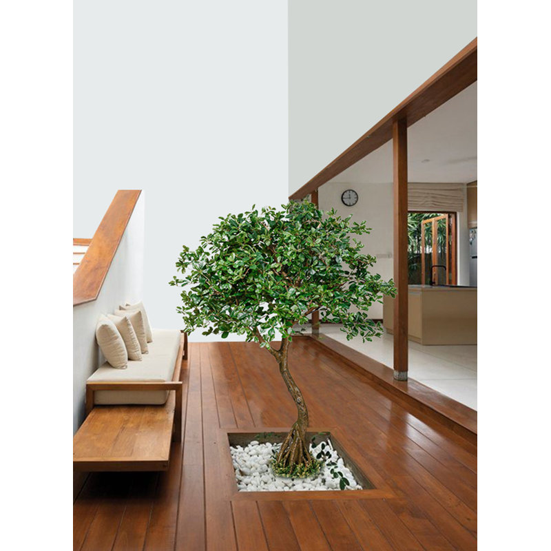 Serene Spaces Living Schefflera