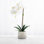 Artificial Orchid Plant
