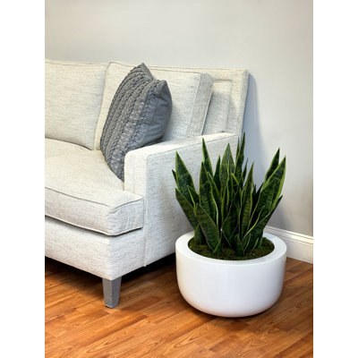 Snake Plant and Moss Arranged in a Fiberstone Pot