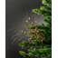 Arrangement-118344544