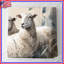 Couvre-lit matelassé Sheep In Wheat Field-126737024