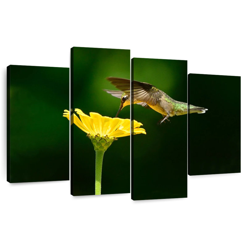 Colibri ronce en vol, H 27 po x l 43 po