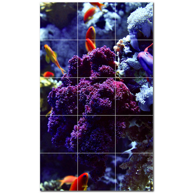 Corail photo 12 x 12