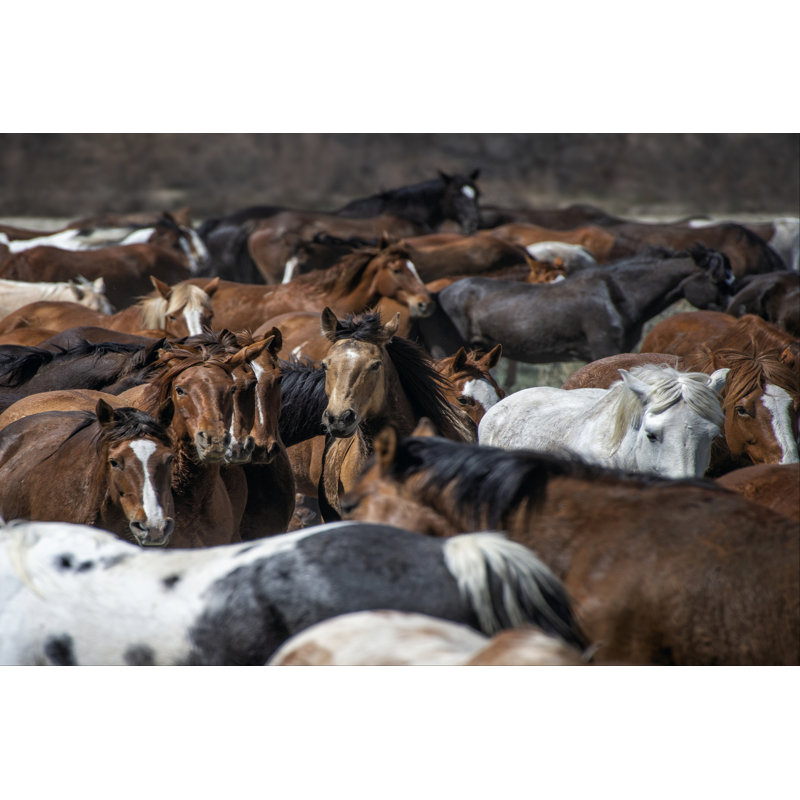 Horse Back by PHBurchett - Wrapped Canvas Print, 20cm H x 30cm W x 3.8cm D