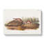 American Brown Weasels - Wrapped Canvas-55368739
