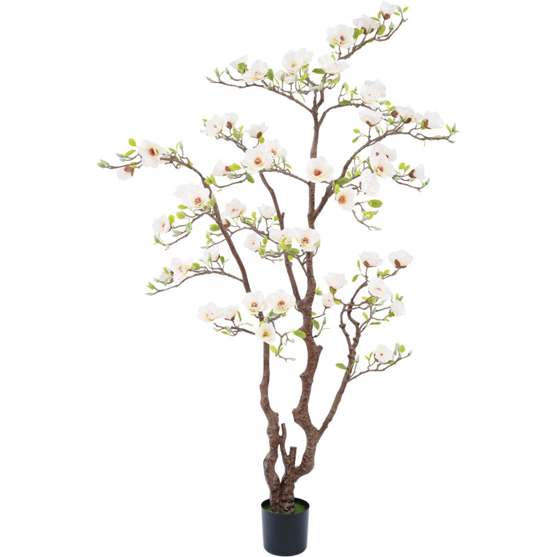 82" White Magnolia Flowering Tree in Pot