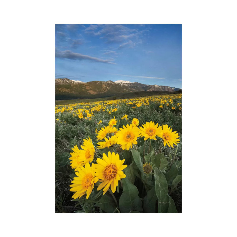 Methow Valley Wildflowers III by Alan Majchrowicz - Wrapped Canvas Print, 66.04cm H x 45.72cm W x 1.91cm D