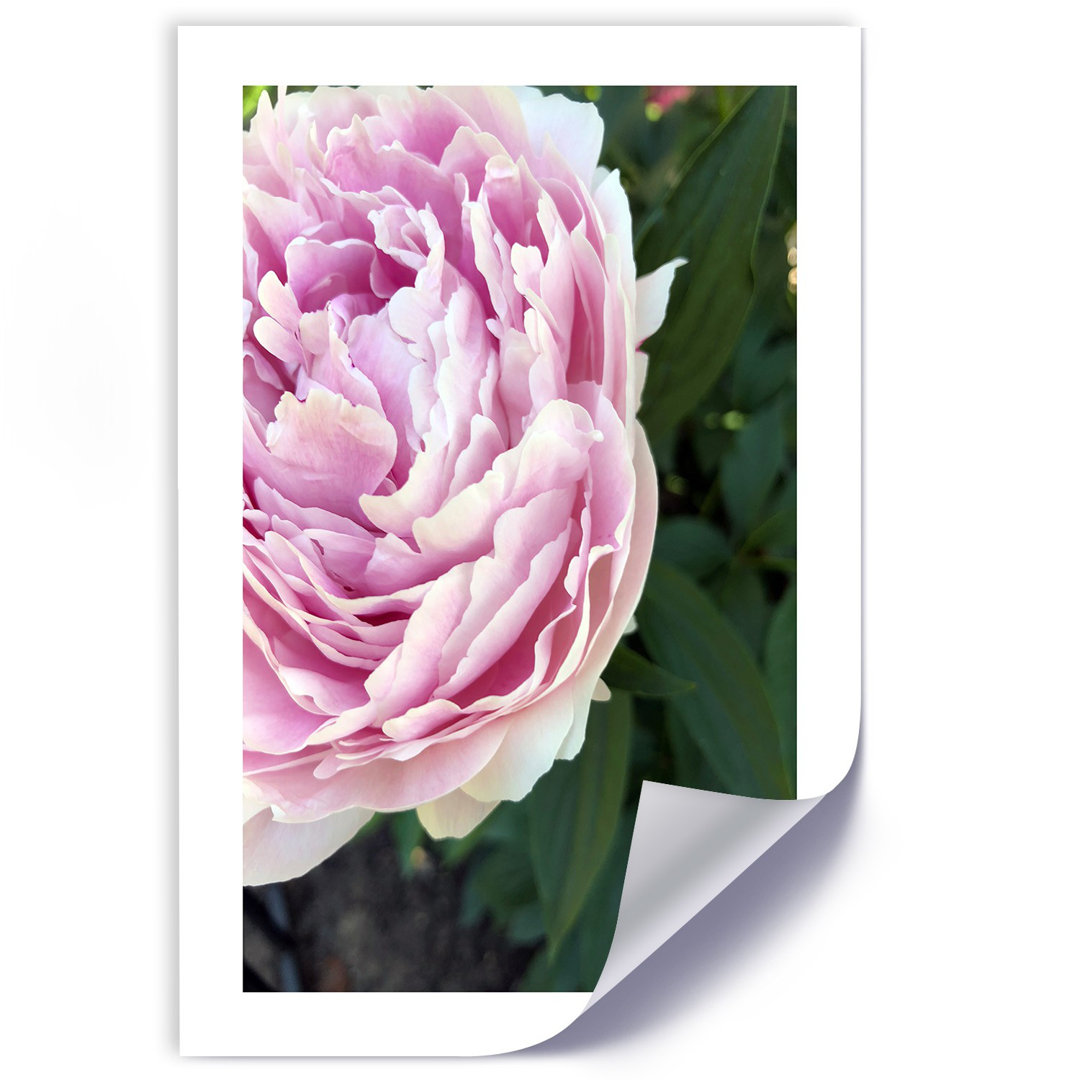 Fotodruck Pretty Pink Peony