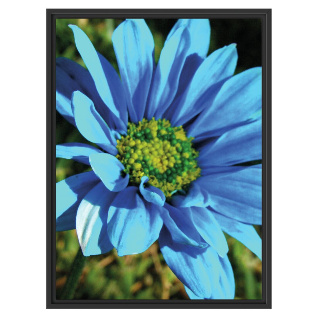 Gerahmtes Wandbild schöne blaue Blüte