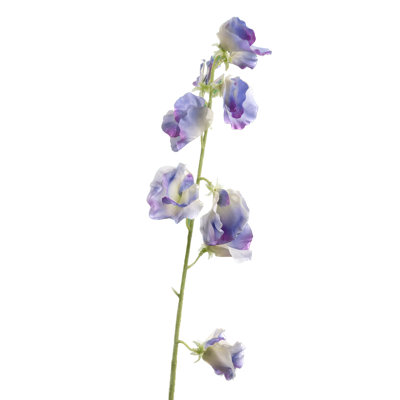 Sweet Pea