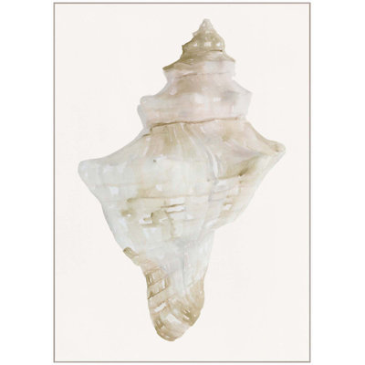 Sea Shell 2 Photographic Print Canvas