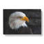 Bald Eagle Vol.2 - Wrapped Canvas-61875860
