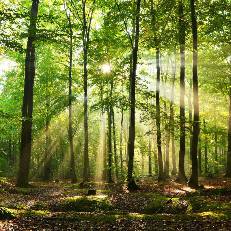 Forêt par Kwasny221 - impression sur toile tendue, L 12 po x H 12 po