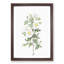 White Burnet Rose by Pierre-Joseph Redoute - Picture Frame Painting Print-55612228-55612227