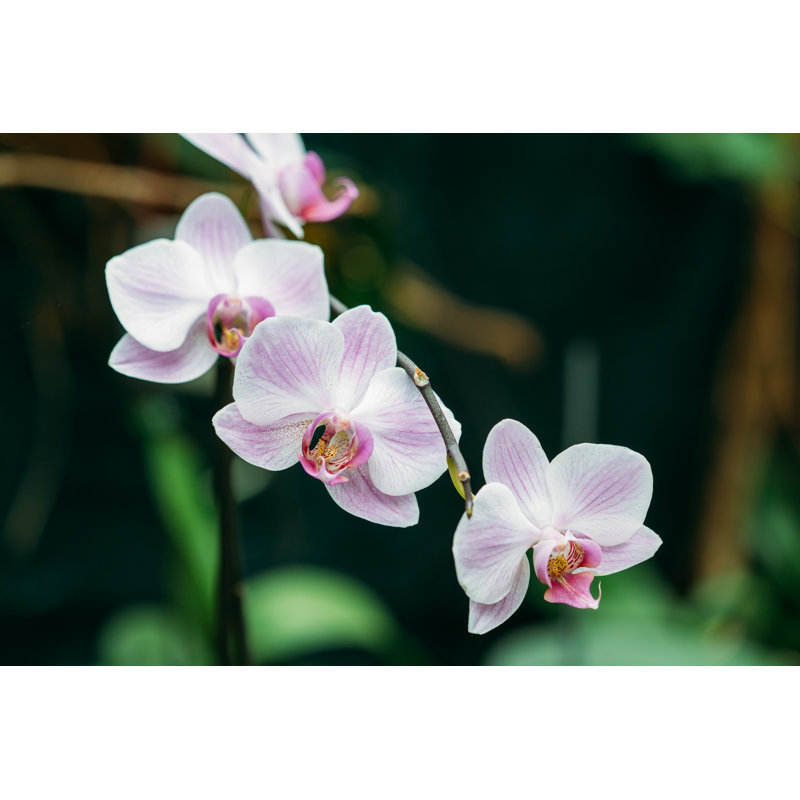 Beautiful White Orchid by Bruev - Wrapped Canvas Print, 20cm H x 30cm W