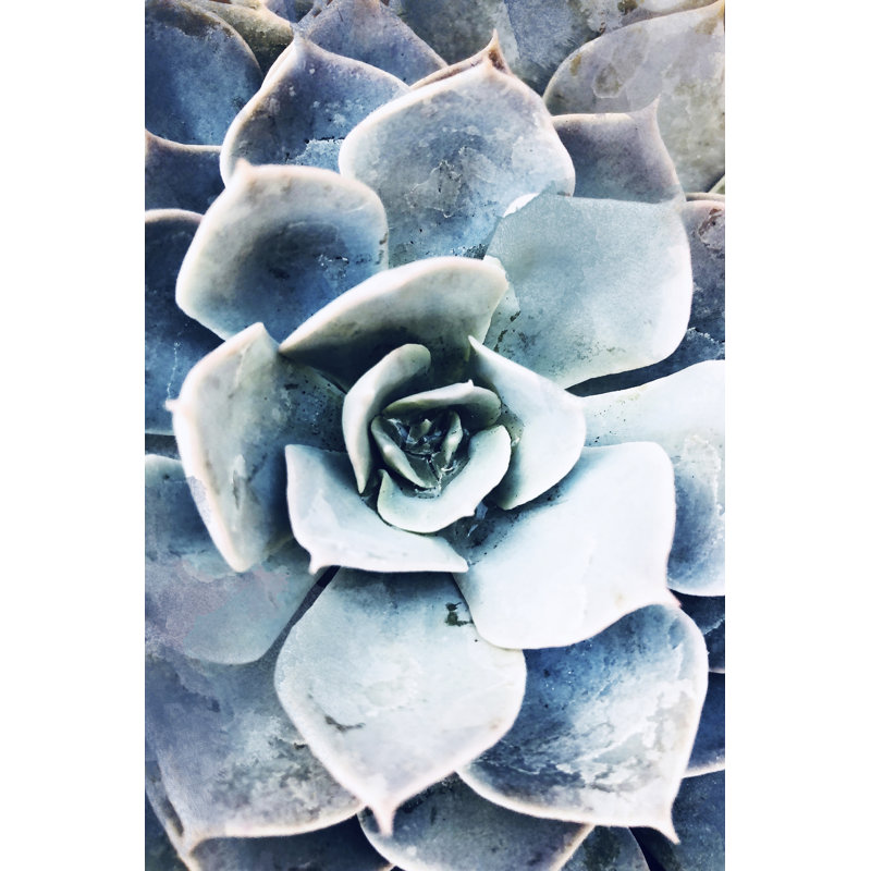Pastel Succulent Beauty III by Irena Orlov - Photograph Print, 76cm H x 51cm W, Wrapped Canvas