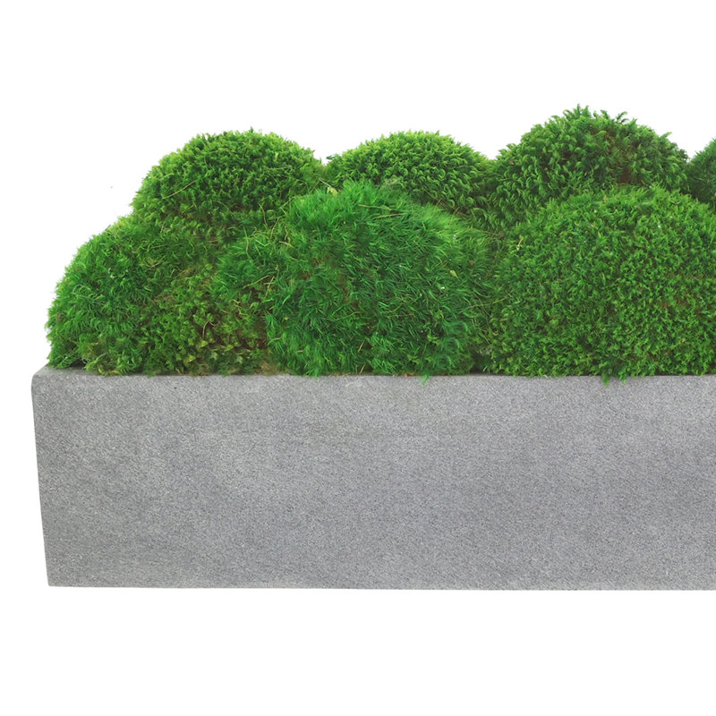 Nature's Nostalgia Moss Plant in Fiberstone Planter, Gray, 8'' H x 19'' W x 8'' D