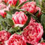 Peony Urn Filler-1564878344