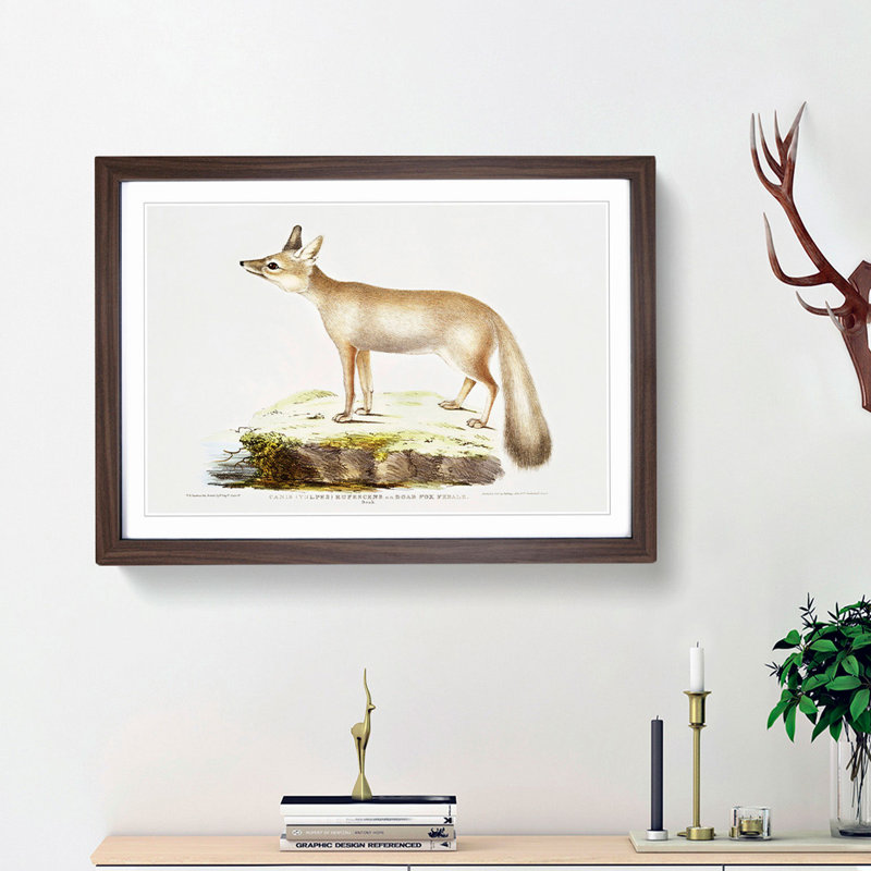 Doab Fox Illustration by John Edward Gray - Picture Frame Painting Print, 27cm H x 36cm W x 2cm D, Walnut Framed