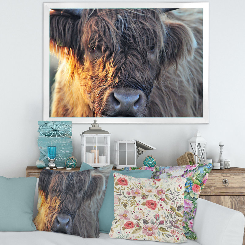 «Scottish Cow On Moorland III» - photographie sur toile, H 12 po x l 20 po x p 1 po, Cadre blanc