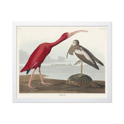 John James Audubon - Écarlate
