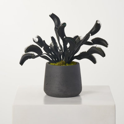 Arrangement d'Halloween Vénus noire