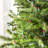 50.5' 100-Light String Lights-31889555