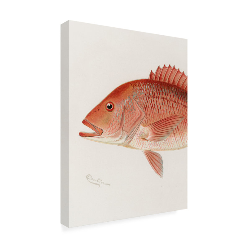 Art sur toile «bol, Sherman F. Denton Red Snapper», H 19 po x l 14 po