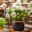 Pot à fleurs Louna-841466288-841466289