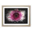 Heart of a Pink Gerbera - Picture Frame Graphic Art Print-56863472-56863473