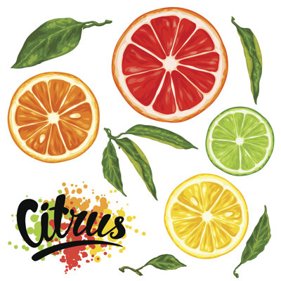 Set With Citrus Fruits Slices. Mix Of Lemon Lime Grapefruit by Incomible - Wrapped Canvas Print