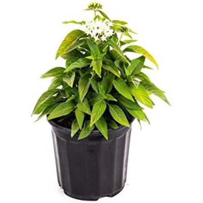 American Plant Exchange Live Flowering Dwarf Penta White Landscape Plant, 6-Inch Pot