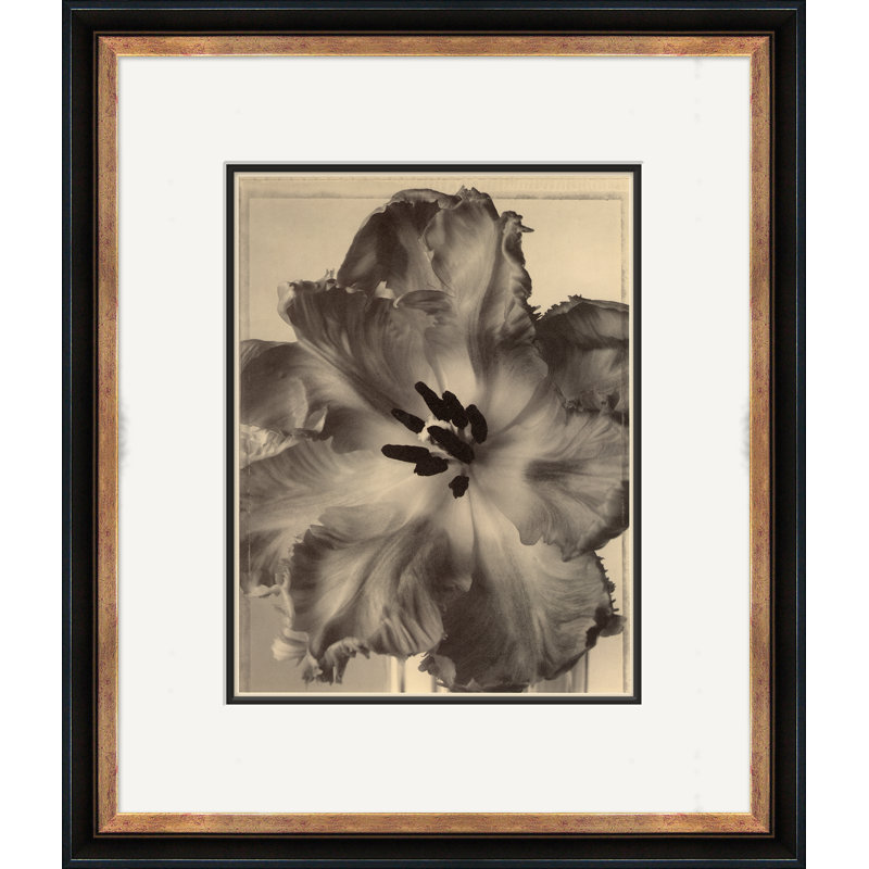 Sepia Flowers 16 Giclee Print by Soicher Marin Archives