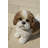 Standing Shih Tzu