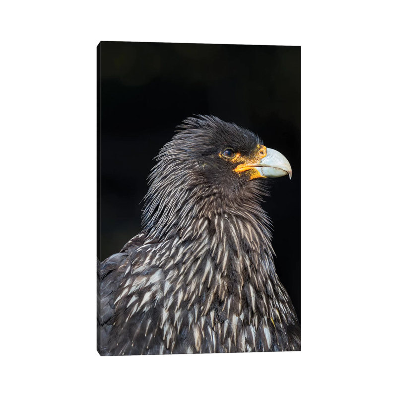 Falkland Caracara Or Johnny Rook, Protected And Highly Intelligent Bird Of Prey. Falkland Islands by Martin Zwick - Wrapped Canvas Gallery-Wrapped Canvas Giclée