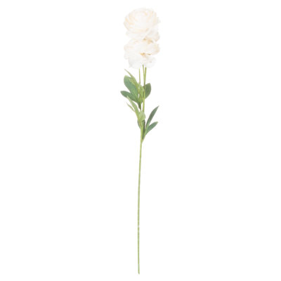 Anastasija Arrangement